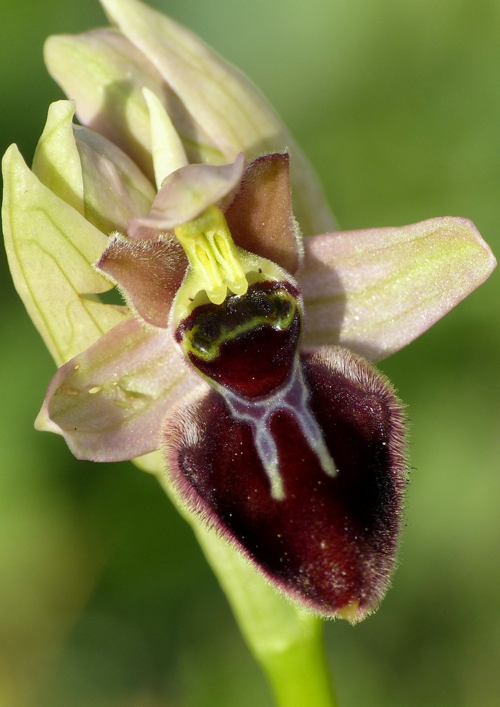 La Valle delle orchidee, Sassano e Monte San Giacomo 9 e 10 maggio 2015